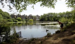 研究发现，狗在汉普斯特德希思池塘里戏水会造成污染威胁