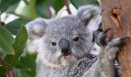 今年的有袋动物升温，考拉和滑翔机与动物交配至死