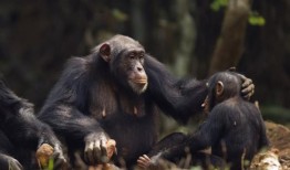 研究表明，黑猩猩或许能够学会说话