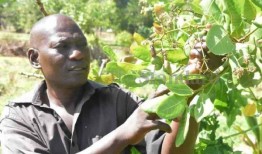 新的努力恢复腰果