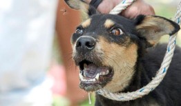 通过给宠物接种疫苗来降低患狂犬病的风险
