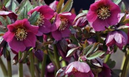 圣诞玫瑰，冬天的花