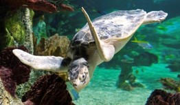 阿拉巴马博物馆哀悼失去心爱的海龟卡莱