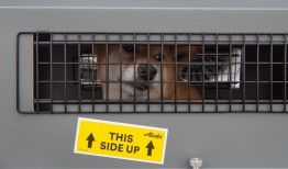 随着美国狗狗旅行规定的改变，海外军人家庭陷入混乱