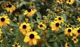 五种“必备”植物可以让你的花园在秋天之前“瞬间”增添色彩