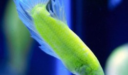 一对东京夫妇因非法养殖发光鱼被捕