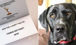 田纳西州一名医生向素未谋面的人和一只名叫查理·克劳斯的狗出售了COVID疫苗豁免