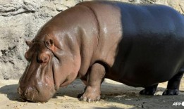 日本动物园的雄性河马原来是一只雌性河马