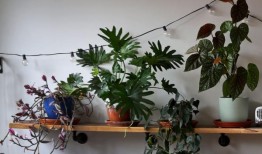 以下是如何让你的室内植物在深秋和冬季茁壮成长的方法