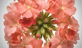 桃红色是潘通2024年的年度色彩。超级马鞭草：桃红色的马鞭草，所有的颜色都与草相似无色芯片卡。照片：克里斯·布朗摄影／TNS