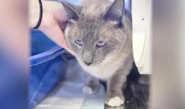 猫在黄石公园失踪后，走了1000英里回到主人的家