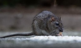 插入的大鼠和老鼠在驱逐啮齿动物方面表现得“惊人”