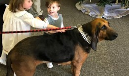 每个人都喜欢露西：阿拉巴马猎犬的遗产