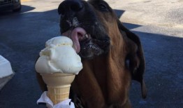 每个人都喜欢露西：阿拉巴马猎犬的遗产