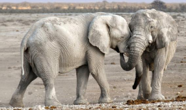 气候变化对老年象的威胁最大，危及非洲象的未来