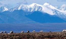 拜登继续在野生动物保护区进行钻探，但尽量减少面积