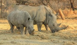 纳米比亚警告禁止非法进口白犀牛