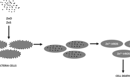 锌在骨组织健康和再生中的作用综述