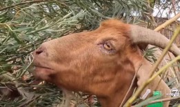 杰佛逊县的小野火可能是由闪电引起的