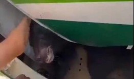 阿联酋：熊从伊拉克航空公司飞机的货箱中逃脱后被镇静