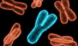 癌细胞的染色体失衡可以促进或抑制癌细胞的转移