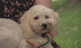 渥太华一名女子与在怀俄明州被偷的狗团聚