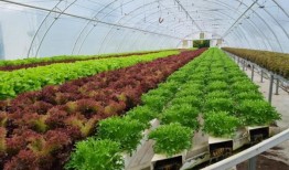 塔拉纳基的生意让整个地区和其他地区的午餐盒里都有了脆饼