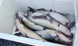 阿拉巴马州鱼类消费建议：它们是什么，谁读它们？