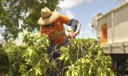 据称，汤斯维尔承包商在清理绿色垃圾时遭到袭击