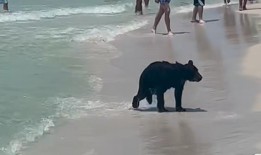 鲨鱼、熊、短吻鳄：阿拉巴马州海滩及其他地方的夏季野生动物