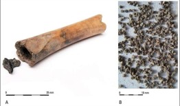 止痛药还是快乐？在罗马世界首次发现了有意使用黑天仙子的确凿证据