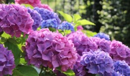 绣球花匠们极力避免绣球，这样明年“花开得比以往更大”