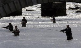 野生鲑鱼是爱尔兰的标志现在它们几乎都消失了