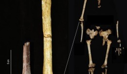 化石表明，甚至更小的“霍比特人”在70万年前在印度尼西亚的一个岛屿上游荡