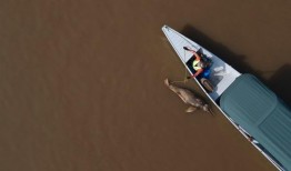 河水达到创纪录的39摄氏度，100多只亚马逊海豚死亡