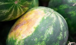 如何判断玉米和西瓜什么时候可以采摘