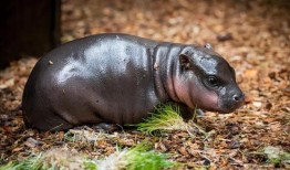 在捷克动物园出生的罕见雄性侏儒河马首次亮相