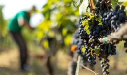 葡萄酒赢了，作物输了，农民们正在努力应对巴尔干地区创纪录的高温