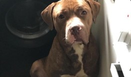 警方表示，所有的狗都是在一名男子在后花园被咬死后被捕的