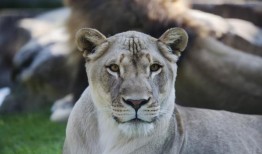 UNA会把活狮子带回校园吗？