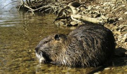 路易斯安那州达成协议，让家庭养宠物海狸鼠“Neuty”