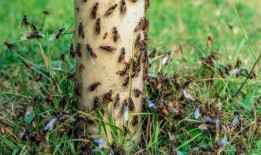 每年飞蚁都会出现在英国各地，是的，它们很烦人