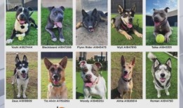 OC动物保护组织宣布改变每日收养选择