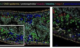 研究发现，在成体再生过程中，细胞命运的选择是高度无序的