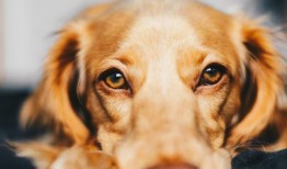 狗狗给人带来欢乐，但拴着也会带来危险