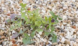 抛弃油炸和烤箱，用“快速”烹饪方法每次都能做出完美的培根