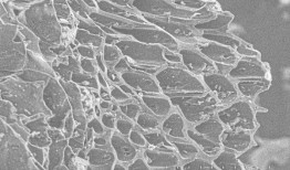 生物炭如何促进植物生长并帮助应对气候变化