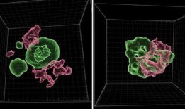 科学家发现“自私DNA”对人类早期发育至关重要